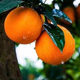 湖南麻阳冰糖橙当季水果甜橙子现摘手剥甜脐橙批发
