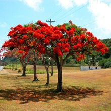 庭院耐寒蓝花楹镇宅凤凰木南北方庭院种植盆栽植物风景火焰门前树