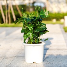 盆栽藤蔓爬藤架花架花园园艺支柱植物月季攀爬架铁线莲花支架