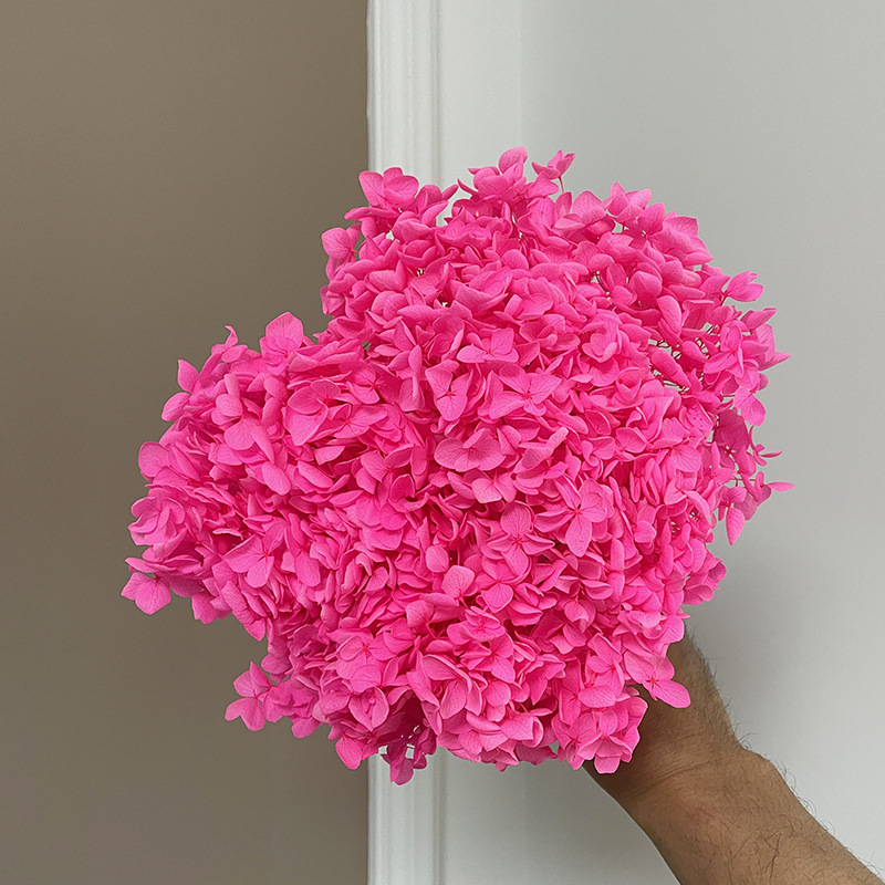 Yunnan Anna Hydrangea Flower Wholesale DIY Flower Preservation Flower Materiales de Regalo de Navidad