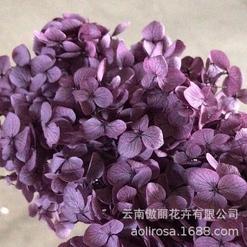 Flores Secas de Hortensia Preservadas A+, Fabricante de Flores Frescas Preservadas, Venta al por Mayor, Caja de 20g, Hortensia de Hoja Mediana Preservada