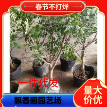 һlĴhԴٽ໨o̻G齷o