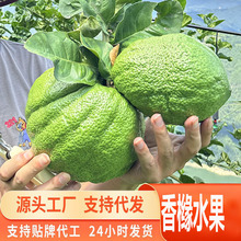 源头一件代发云南水果香橼新鲜水果甜供摆件闻香摘天然