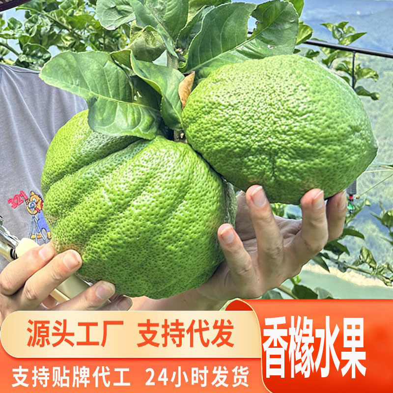 Directly Shipped from the Source, Yunnan Citrus Fruits, Fresh and Sweet, Suitable for Decoration, Natural and Fragrant Directly Shipped from the Source, Yunnan Citrus Fruits, Fresh and Sweet, Suitable for Decoration, Natural and Fragrant
