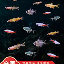 淡水鱼好养活冷水观赏鱼虾耐活冷水混养养殖小鱼小虾无盐耐活小鱼