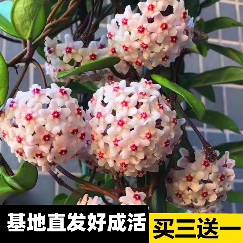 球兰盆栽四季开花卉带花大苗室内绿植爬藤心叶球兰吊兰好养活植物
