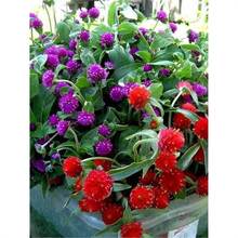 ǧ�ռt�N��ǧ���ϷN�Ӱ��ռt���򻨷N�ɻ��ļ��^���̨���Ի���