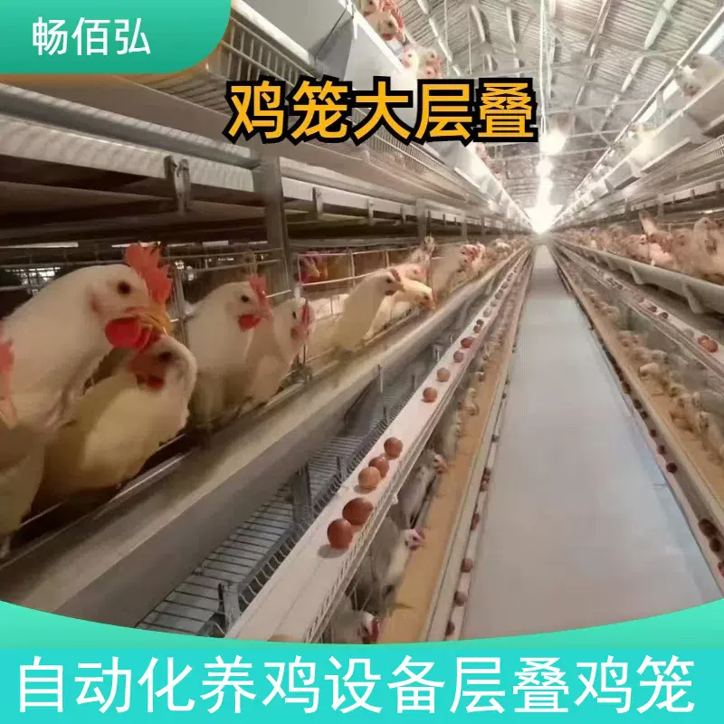 大层叠蛋鸡雏鸡全自动养殖设备鸡笼子自动清粪热镀锌养殖场用