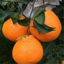 ҰҸٹľlُrDƬ޽Ӄ|Ҋ