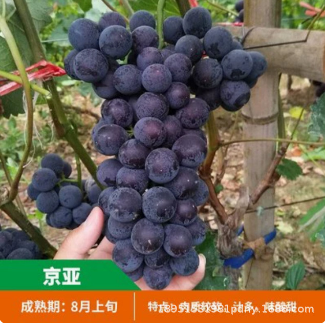 女巫美人指巨峰葡萄苗 盆栽地栽 果树北方南方种植当年结果树基地