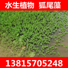 ����β�� �ֽз۾G��β�� ��۲�  Ư��ֲ��