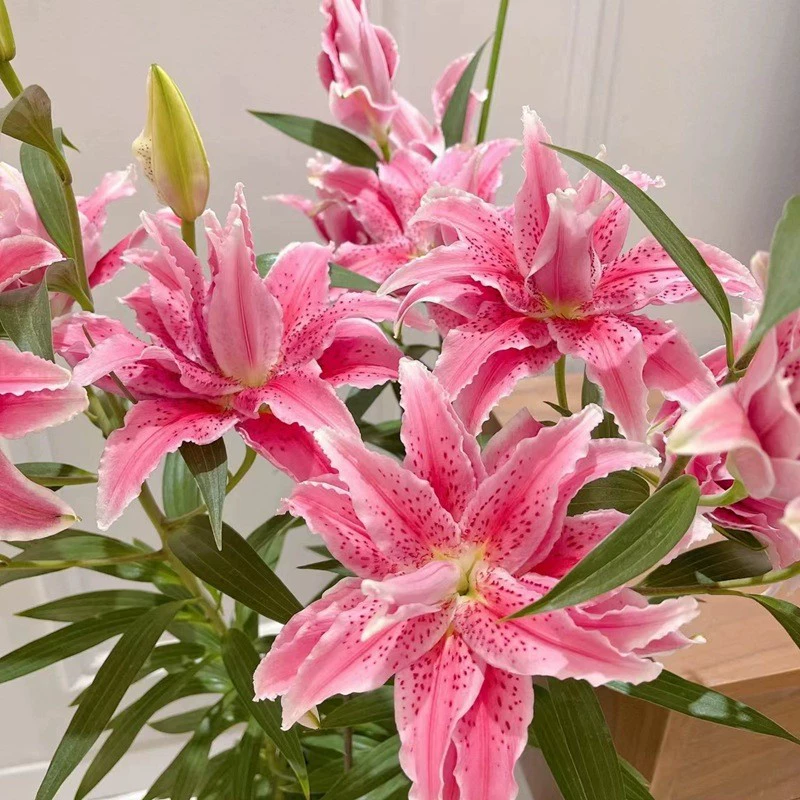 Импортные луковицы лилий с двойным цветком, сильным ароматом, для цветения в любое время года, легко выращиваемые комнатные цветы, горшечные тюльпаны.