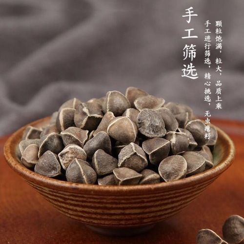 印度辣木籽大果瓶装100克辣木籽新货