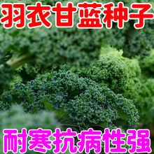 ʳ¸{N͟m~^p~{Nļ߲˷N