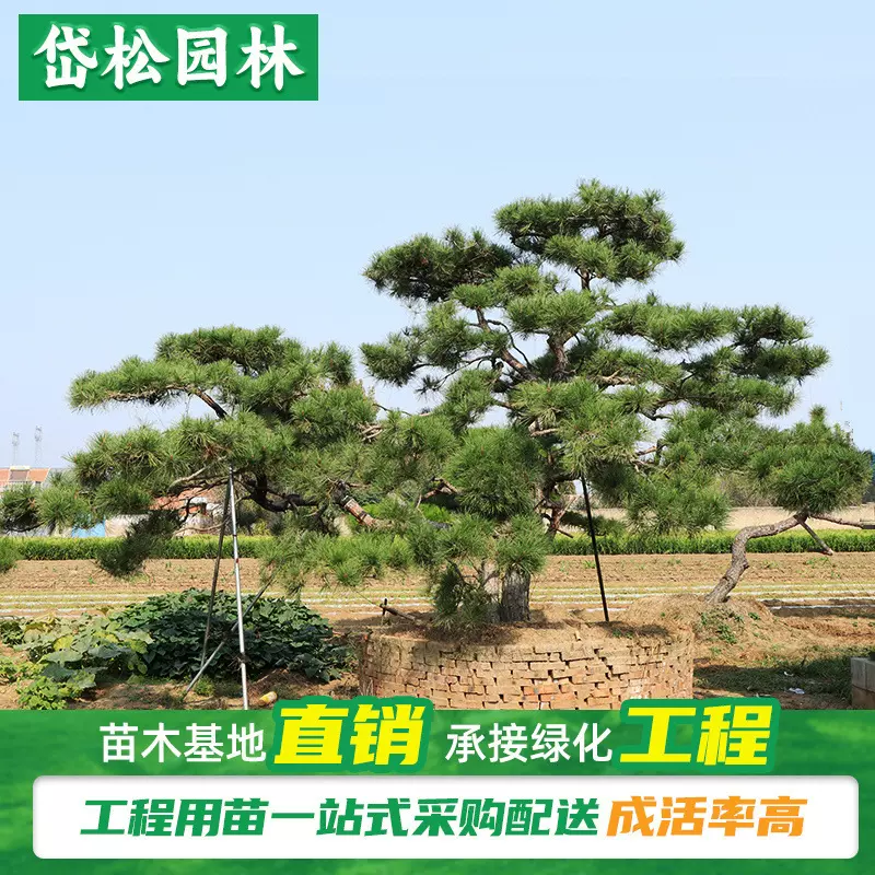 批发园林绿化景观造型松   园艺基地大量供应行道用造型黑松