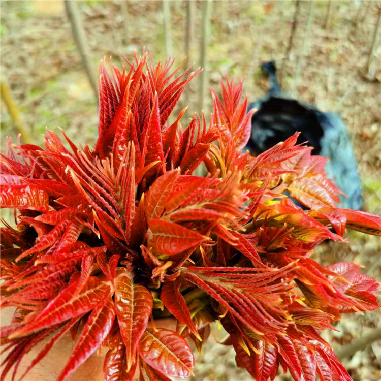 山东香椿苗种植基地大棚香椿树苗 根生矮化南北方种植香椿苗