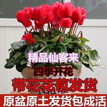 新品仙客来盆栽带花发货好养室内花卉四季花阳台室内盆栽观花植物