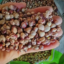 ��؈�����l50��ջ�����С����؈�۶������������s�Z�ּZ����