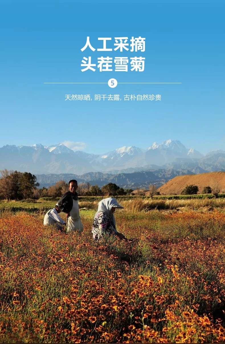 Snow Chrysanthemum Xue Tai Ju Herbal Tea 200g Can Dried Kunlun Snow Chrysanthemum Flowers for Daily Brewing in use