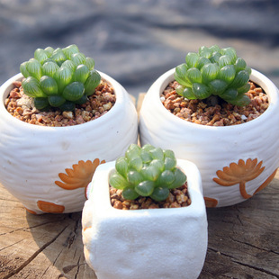 ͟ꎶֲ ԷN ¶ ʮȔ ׷N