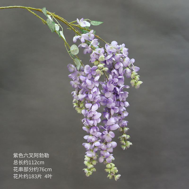 Able púrpura de seis puntas