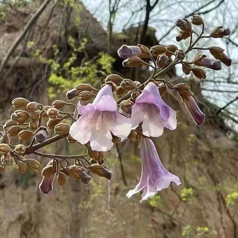 Dried Paulownia Flower Wu Tong Hua 500g Traditional Chinese Herbal Tea Ingredient key features