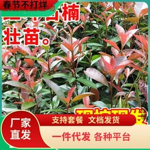 һlt~ʯ骘ͥԺGֲļhСGh@