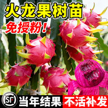 火龙果树苗四季结果南北方种植高产红心火龙果苗白心庭院阳台盆栽