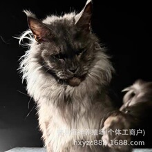 纯种缅因猫幼猫活物粘人宠物猫咪活体烟灰黑棕虎斑缅因长毛猫幼崽