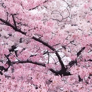 一件代发日本樱花树苗樱花小苗南北方庭院地栽盆栽花树园林植物风