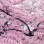 樱花日本园林地栽树苗