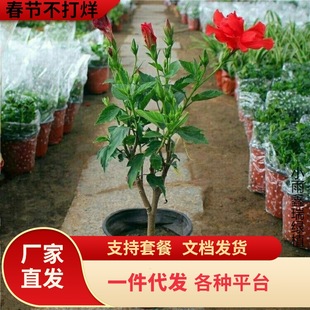 һ�����l���ذ��ɣ���玧�����ذ�ľ������ĵ�����ļ��_���Gֲ