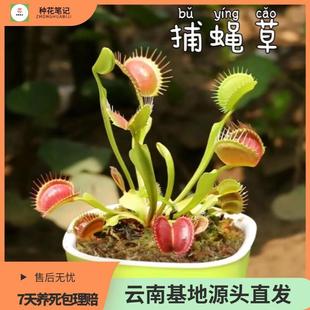 Potted Insectivorous Plants, Drosera, Interesting Green Plants, Mosquito Repellent, Artificial Planting, Easy to Grow for Lazy People