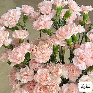 �����^����ܰ���ඡ ������ɫ���^����ܰ�������l 15-18֦/��