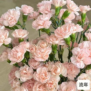 [Многообразные гвоздики] Ding Dingkun Kunming Multi-Multi-Hand-Carnation Base Оптовая 15-18 филиалов/сказки