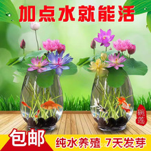 批发荷花籽碗莲种子水莲花睡莲水培无土种植夏天跑江湖量大优惠