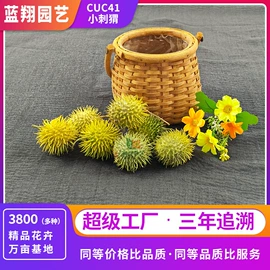 种子;种球;种苗