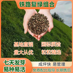 Greening Perennial Grass Seeds, Landscaping Engineering, Slope Wide-Leafed Cumbrous Grass Seeds, Railway Road Grass Seeds Wholesale