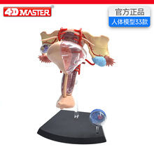 4D MasterŮ����ֳϵͳģ������ṹ����ҽѧ���ʽ�ѧչʾ