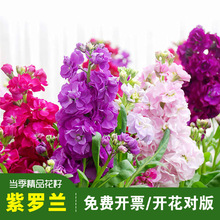 精品紫罗兰种子富贵花四桃克草桂花重瓣紫罗蓝花籽盆栽阳台庭院