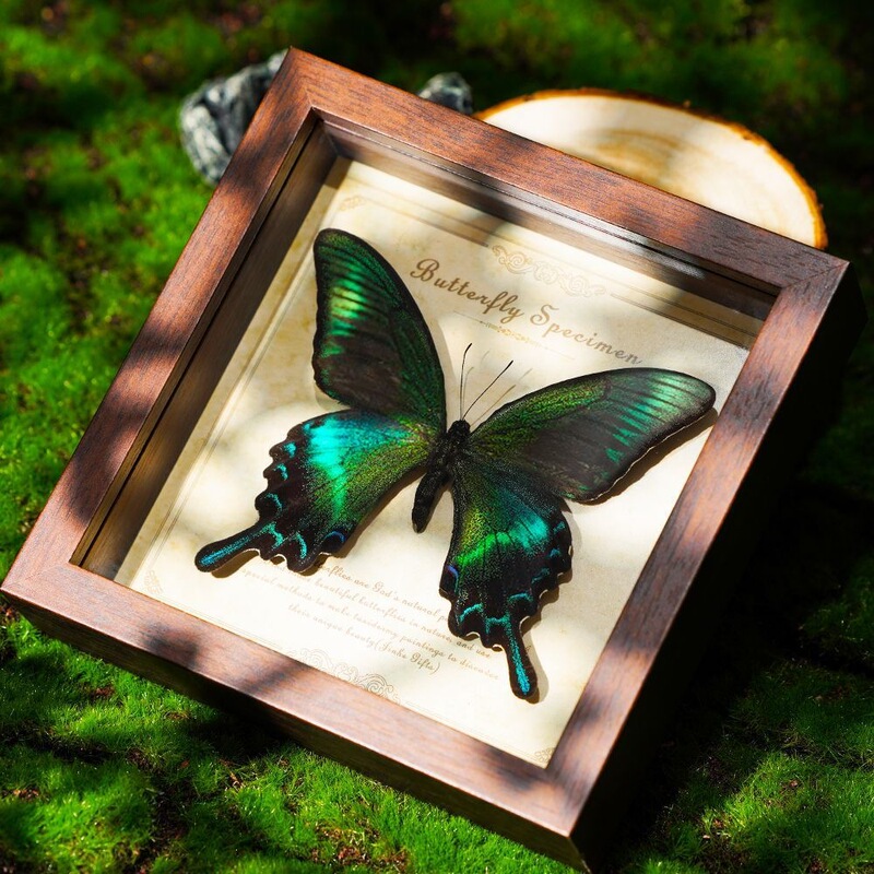Graduation, holiday, birthday gift, butterfly specimen, emerald green, teacher's day, genuine gift, photo frame, ethnic style Graduation, holiday, birthday gift, butterfly specimen, emerald green, teacher's day, genuine gift, photo frame, ethnic style
