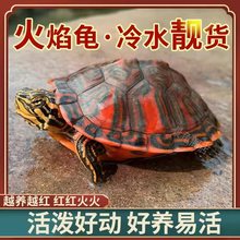 宽纹火焰龟苗混养深水龟吃粪龟吃菜宠物龟素食乌龟活物稀有乌龟