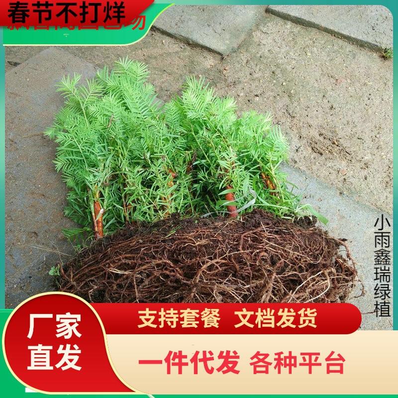 Drop-shipping of garden hardy Metasequoia saplings, golden-leaf Metasequoia saplings, Metasequoia saplings, and Metasequoia trees Drop-shipping of garden hardy Metasequoia saplings, golden-leaf Metasequoia saplings, Metasequoia saplings, and Metasequoia trees