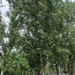 基地乌柏树苗大乌柏树 绿化工程用树行道树3-30公分乌柏树