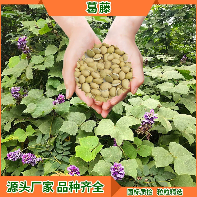 Озеленение сада Защита склонов Семена травы Вьющие растения ротанга Семена травы Pueraria lobata Посадка Теплый сезон Кустарники Поставка семян