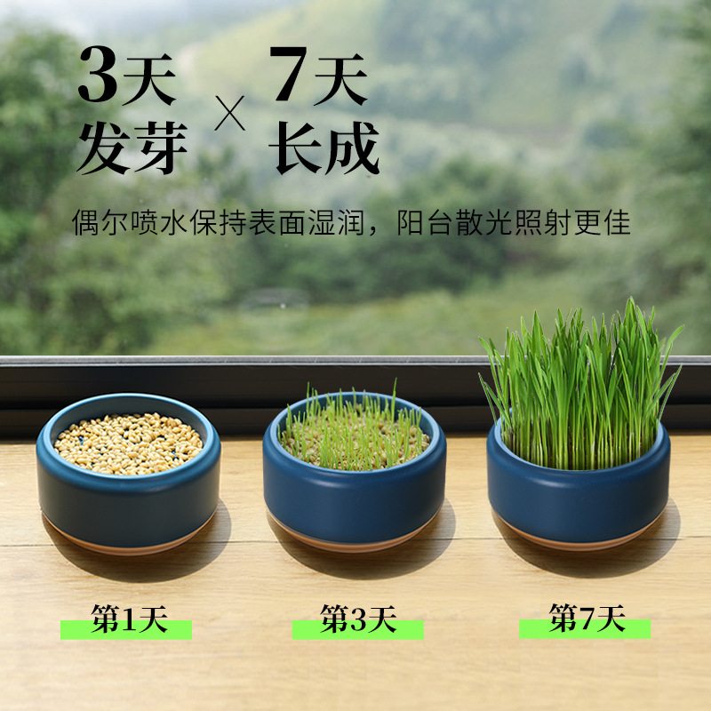 Nuevas semillas de gato Caja de hierba para gatos Caja de hidropónica de hierba para gatos Aperitivos para gatos Bola de depilación natural Lavabo de hierba para gatos creativo