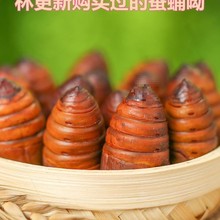 2023年东北产大黄柞蚕蛹新鲜活蝉蛹大黑秋蛹活体大茧蛹500g包邮