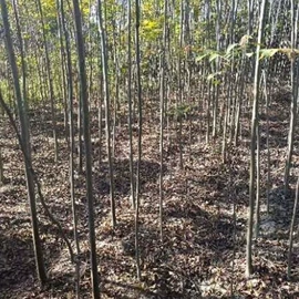 乔木;种子;园林果树