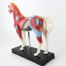 ENOVO颐诺马针灸模型动物解剖模型宠物模型 针灸腧穴模型马针灸穴