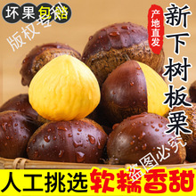 板栗生新鲜当季2025新鲜嫩野生板栗毛栗子农家板栗非锥栗小油栗子